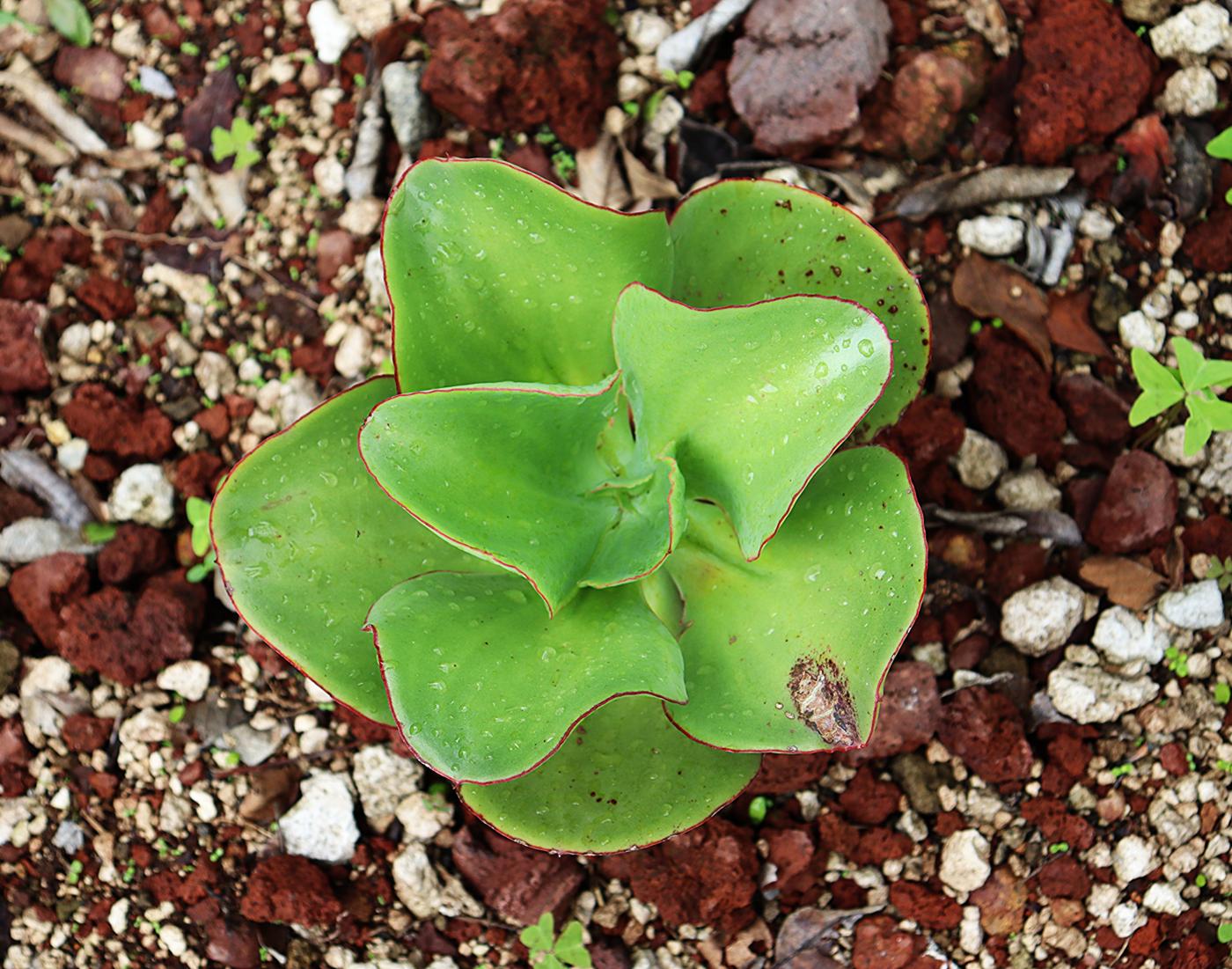 Echeveria gibbiflora image