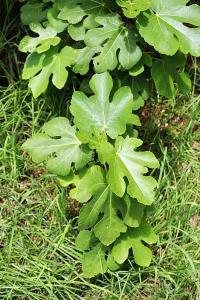 Ficus carica image