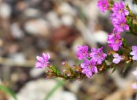 Cuphea hyssopifolia image