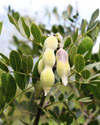 Dermatophyllum secundiflorum image