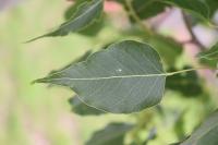 Brachychiton populneus image
