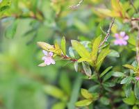 Cuphea hyssopifolia image