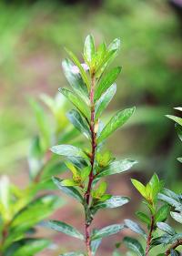 Cuphea hyssopifolia image