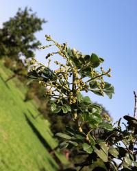 Rhus pachyrrhachis image