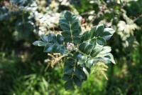 Rhus pachyrrhachis image