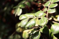Rhus pachyrrhachis image