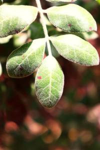 Rhus pachyrrhachis image