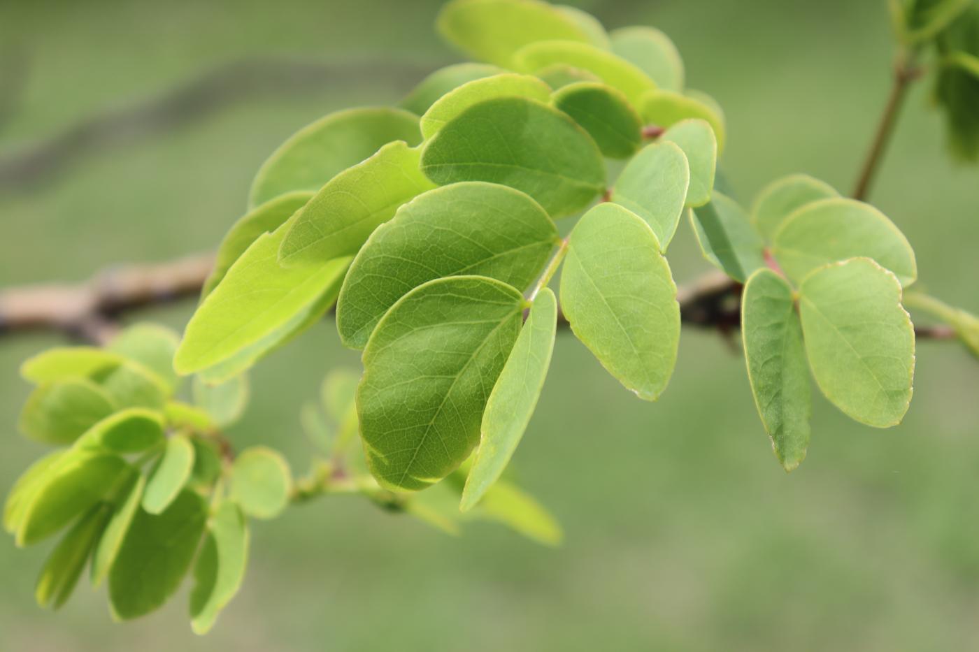 Hesperalbizia occidentalis image