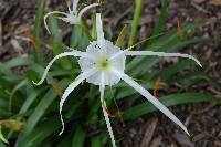 Hymenocallis acutifolia image