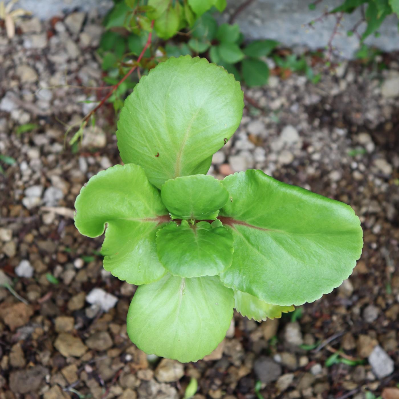 Kalanchoe crenata image