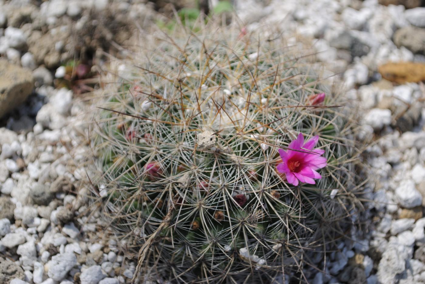 Mammillaria rhodantha image