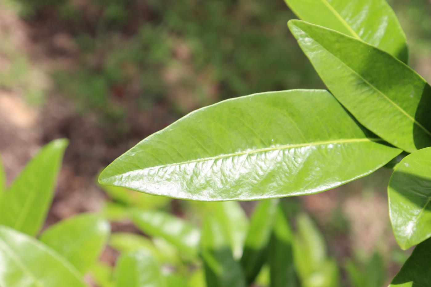 Diospyros nigra image