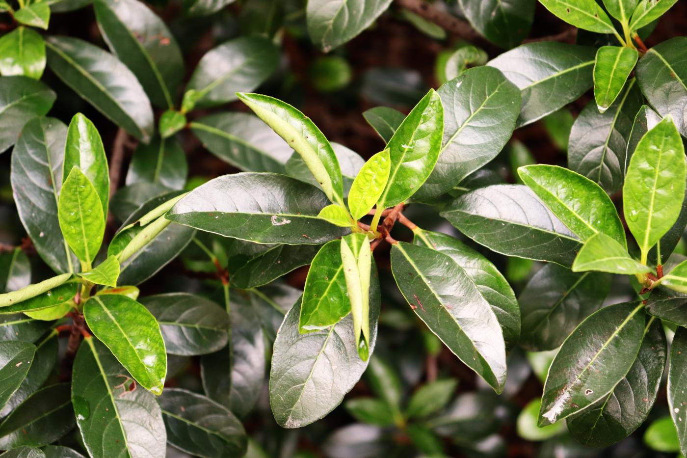 Viburnum odoratissimum var. awabuki image