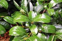 Viburnum odoratissimum var. awabuki image
