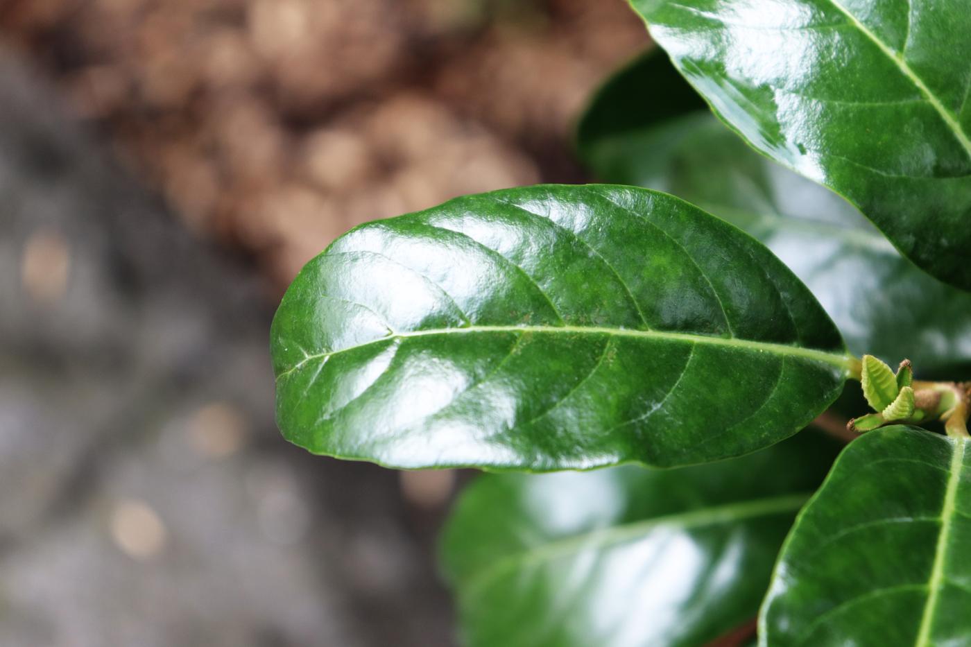 Viburnum odoratissimum image