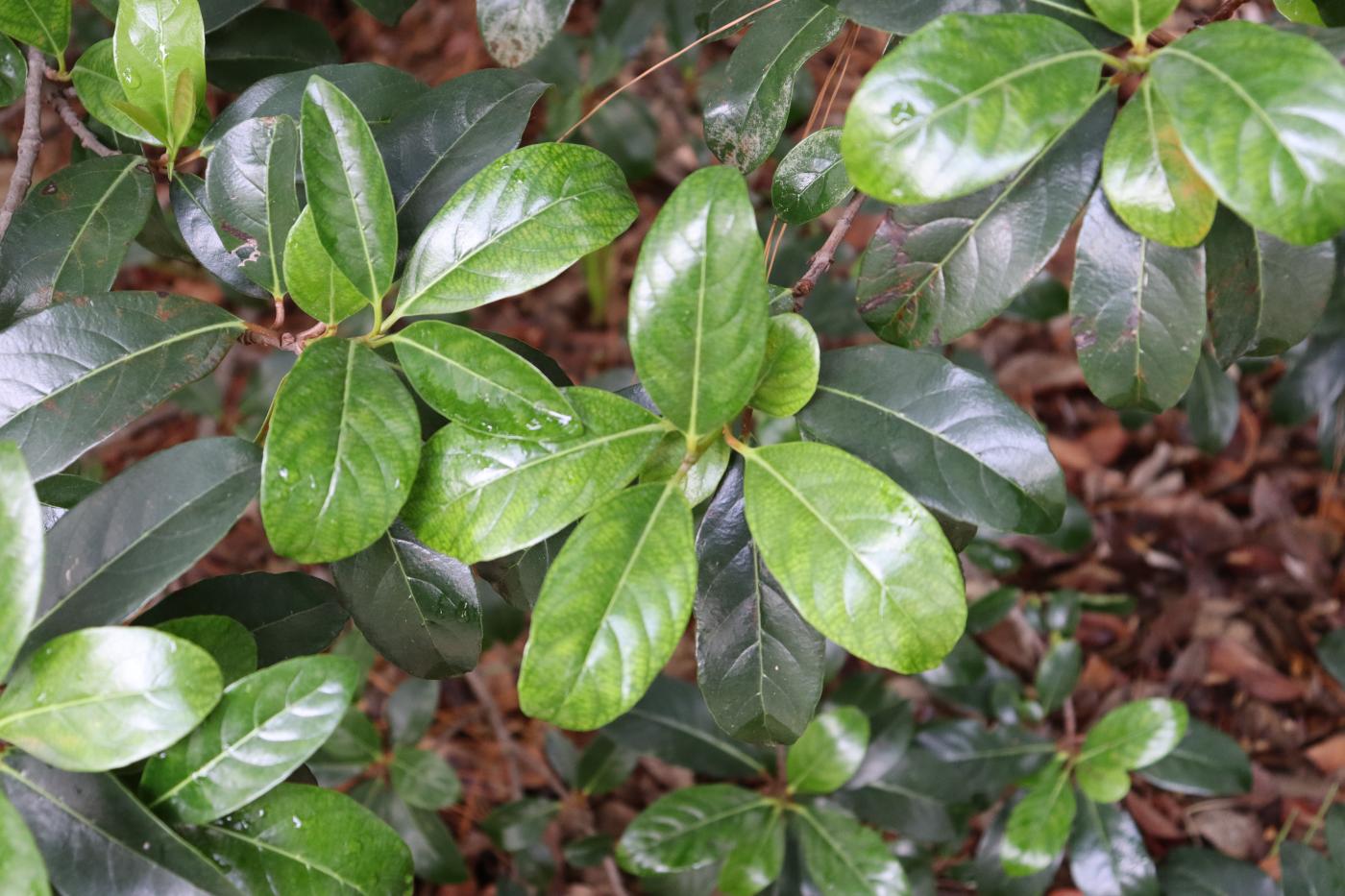 Viburnum odoratissimum var. awabuki image