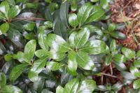 Viburnum odoratissimum var. awabuki image