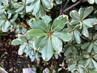 Pittosporum tobira image