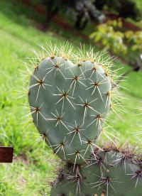 Opuntia robusta image