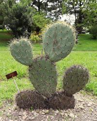 Opuntia robusta image