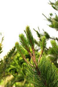 Pinus cembroides subsp. orizabensis image
