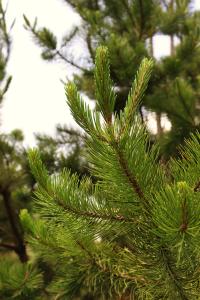 Pinus cembroides subsp. orizabensis image