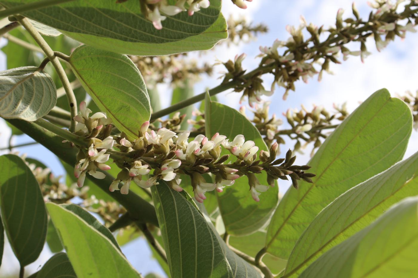 Piscidia grandifolia var. gentryi image