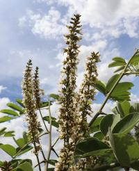 Piscidia grandifolia var. gentryi image