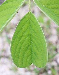 Piscidia grandifolia var. gentryi image