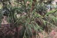Juniperus flaccida image