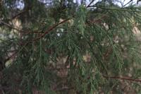 Juniperus flaccida image