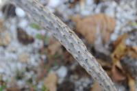 Peniocereus viperinus image
