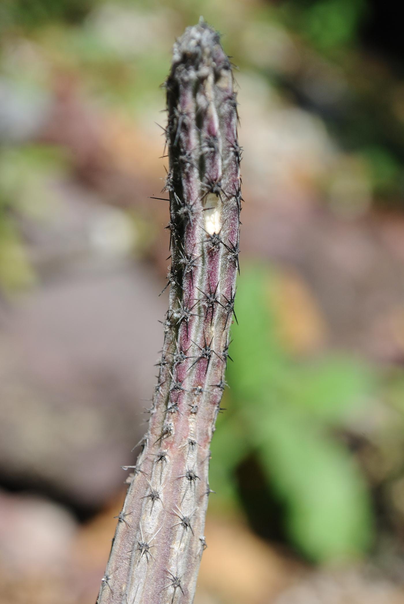 Peniocereus viperinus image