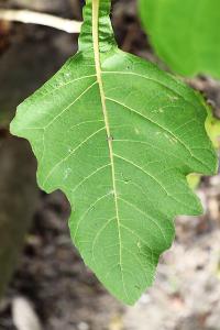Verbesina fastigiata image