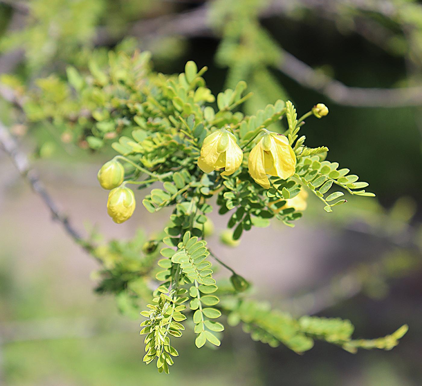 Senna polyphylla image