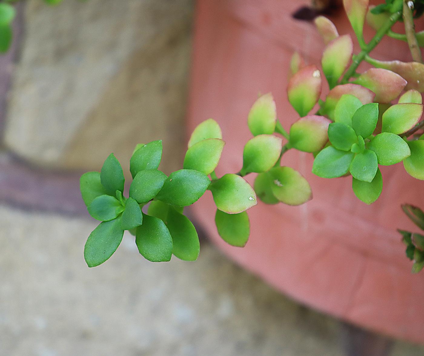 Sedum hultenii image