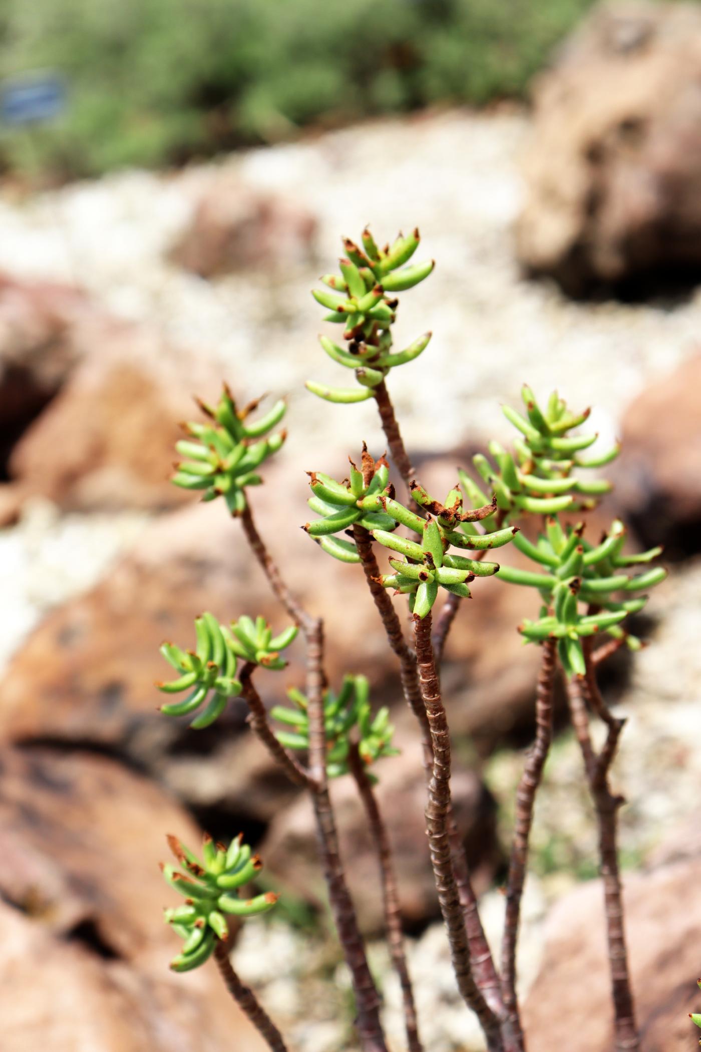 Crassula tetragona image