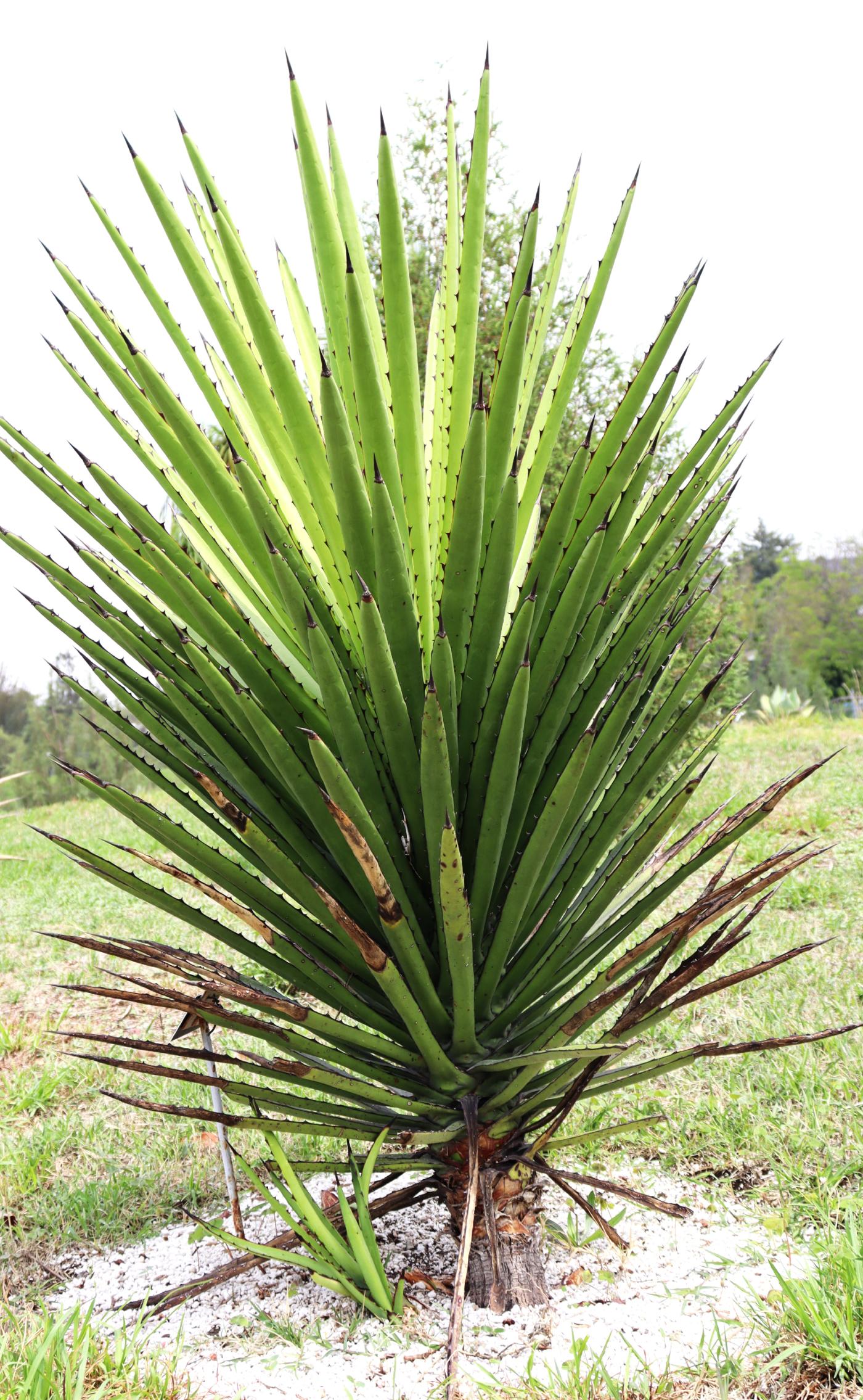 Agave karwinskii image