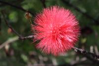 Calliandra haematocephala image