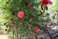 Calliandra haematocephala image