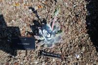 Dudleya brittonii image