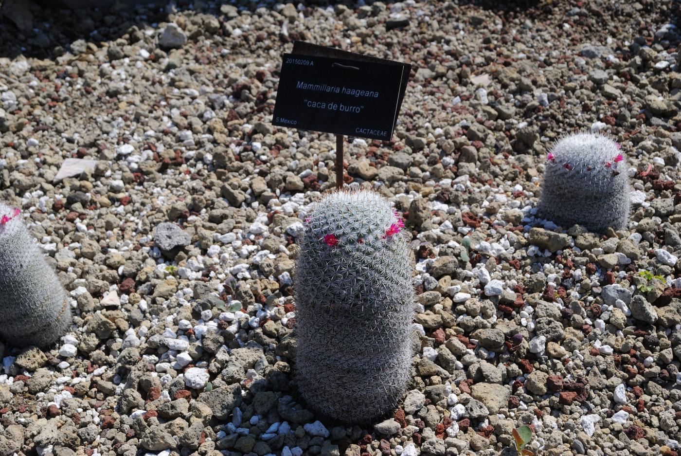 Mammillaria haageana image