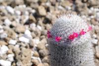 Mammillaria haageana image