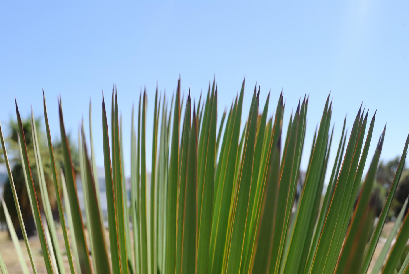 Yucca queretaroensis image