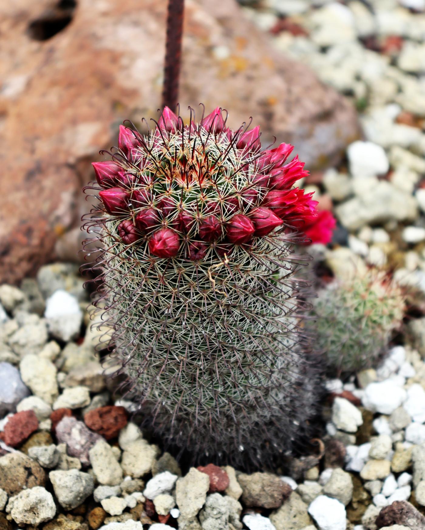 Mammillaria meyranii image