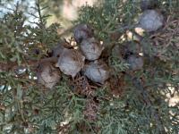 Cupressus arizonica image