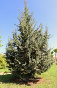 Cupressus arizonica image