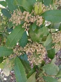 Pimenta dioica image