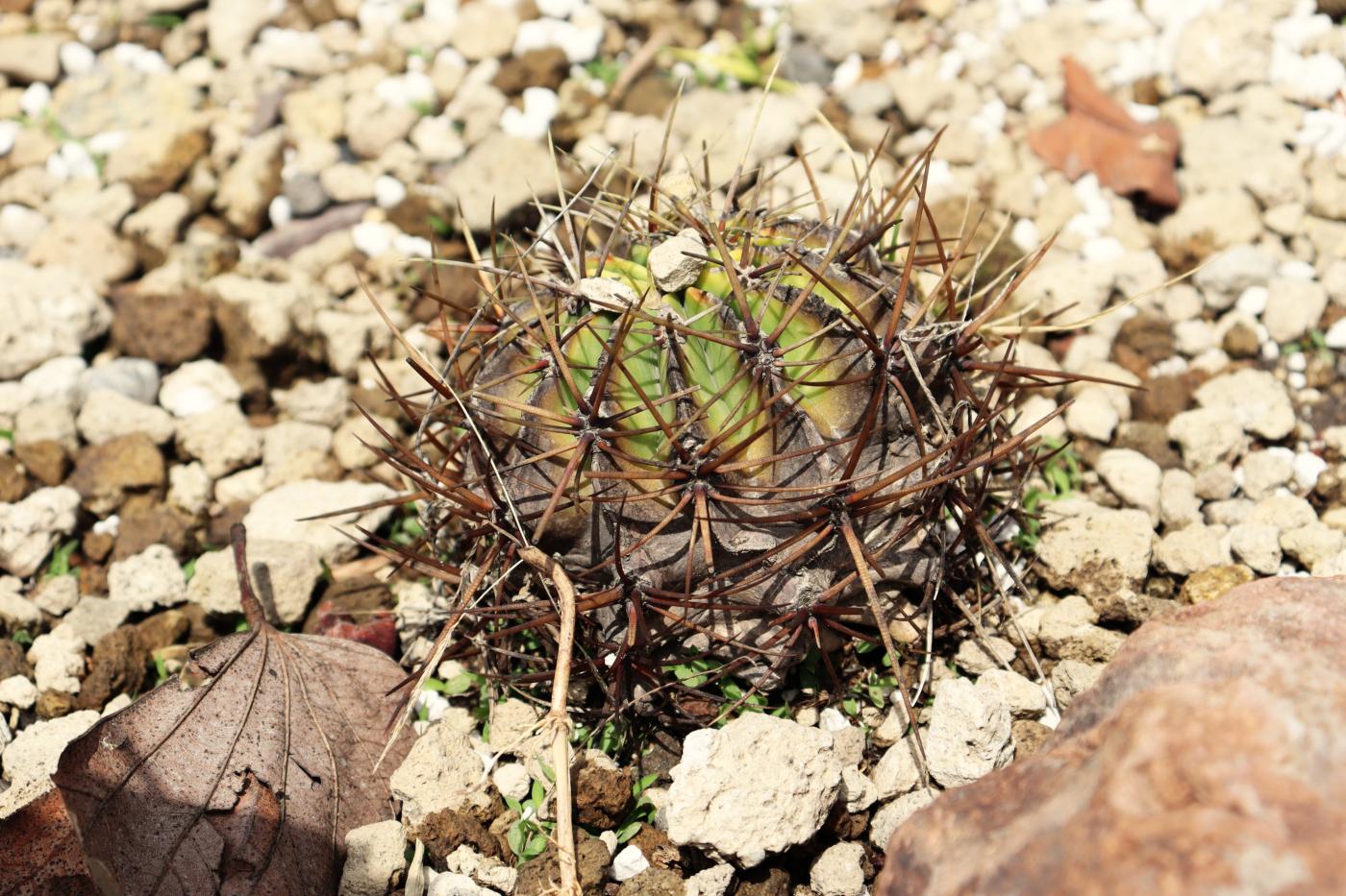 Ferocactus histrix image