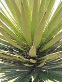 Yucca filifera image